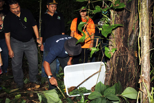 Four Slow Lorises Released Back in the Wild, Sumatra (February 4, 2017)